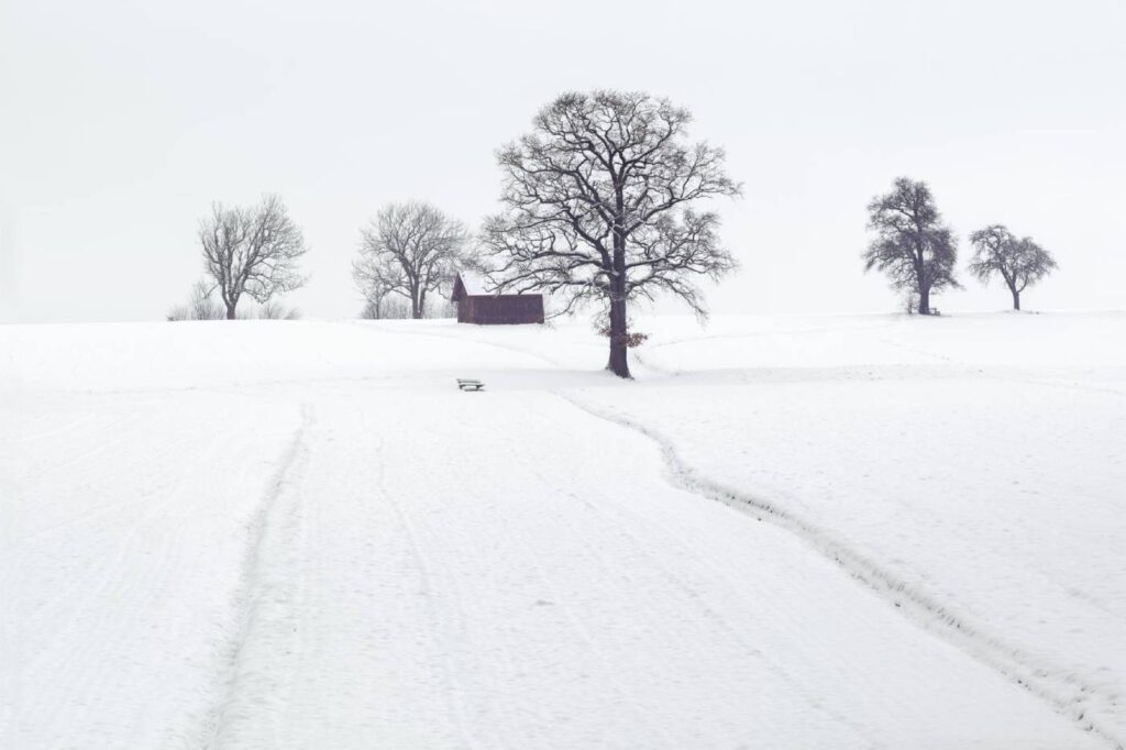 landscape photography of dried trees on snow covered ground