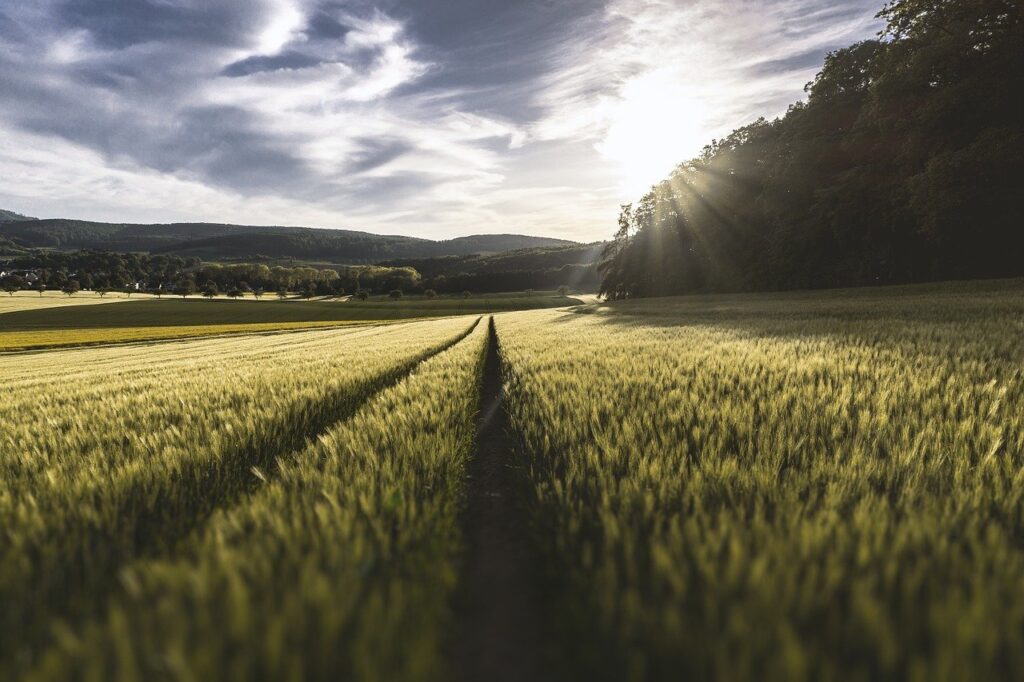 Grass Field